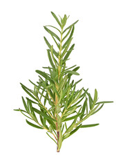 Top view of Rosemary isolated on white backgruond