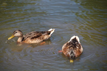 Mallards Feeding On The Water, William Hawrelak Park, Edmonton, Alberta