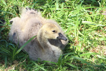 The Resting Gosling, Willaim Harelak Park, Edmonton, Alberta