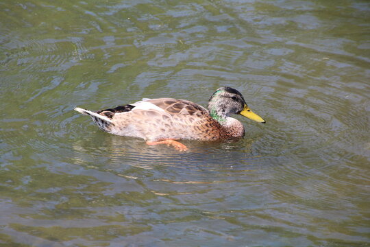 Chaned Bilder Durchsuchen 6,646 Archivfotos, und