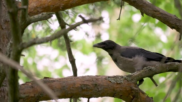 Close up of a crow sitting on a branch of a pine tree in Sweden, Lappland