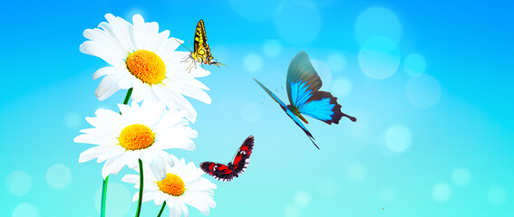 Scenery background of the natural blooming chamomile flower and butterflies.