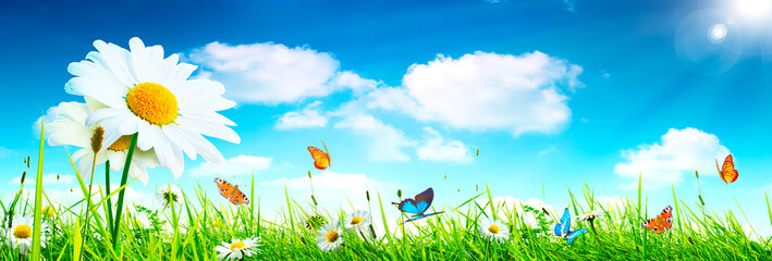 Scenery background of the natural blooming chamomile flower and butterflies.