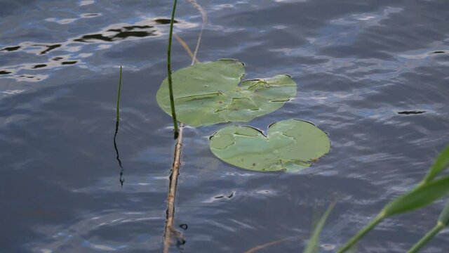Close up of water lily leaves floating on the surface of a small lake in Sweden