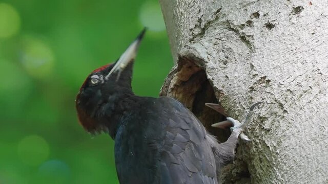 Focused close-up black woodpecker adult talking to juvenile bird in tree, daylight