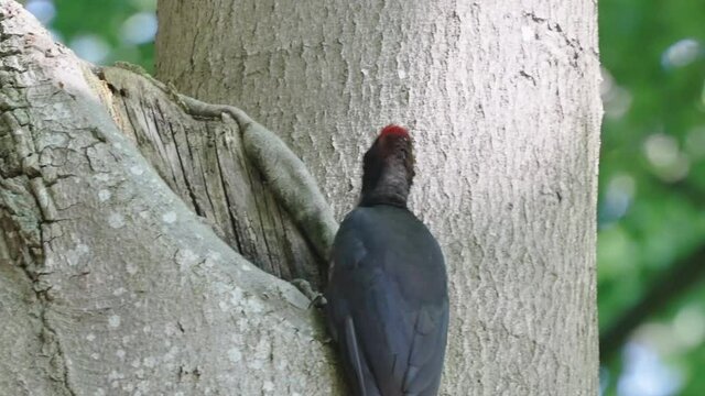 High def real-time shot adult black woodpecker perched drinking water collected in hole on dead treetop