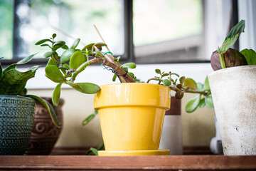 House plant in yellow pot