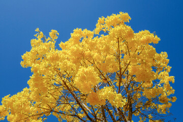 The yellow ipe, Tabebuia chrysantha. This is National Tree in Brazil and is a native tree of the intertropical broadleaf deciduous forests of South America. Brasilia, Brazil. September of 2019