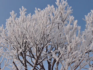 Plants covered with snow, Omsk region, Russia