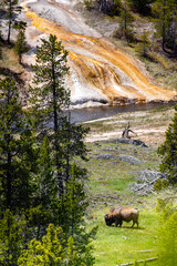 Bison (Bison bison) eating next to Firehole River in the Upper Geyser Basin, Yellowstone National Park