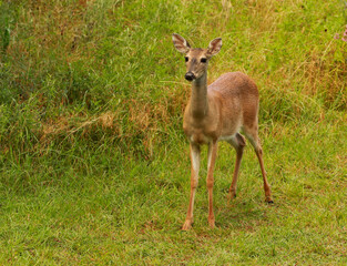 Naklejka na ściany i meble A young doe yearling, alert and skittish, pauses to pose for the camera