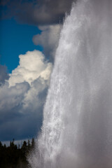Old Faithful Geyser erupting at Yellowstone National Park in the springtime