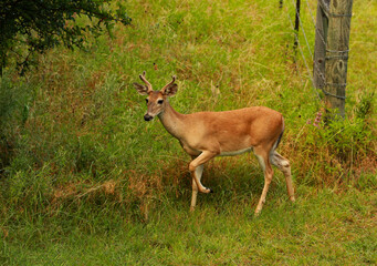 Naklejka na ściany i meble white tailed deer four point buck with velvet on his rack walking through the woods