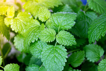 Mint leaves close up. Green mint leaves. Greens in a pot.