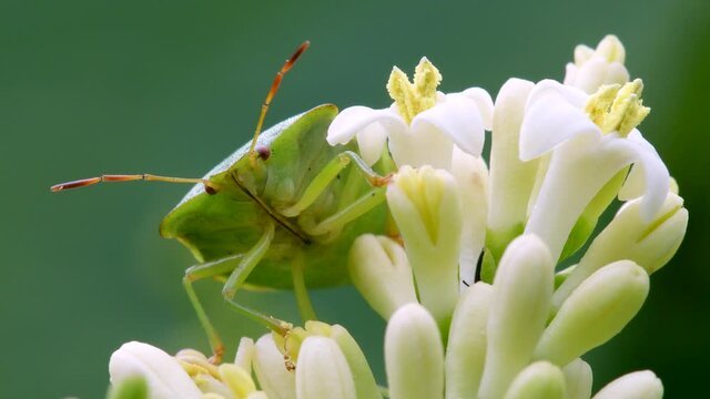 Green Shield Bug or Common Green Shieldbug, Palomena prasina on a white flower