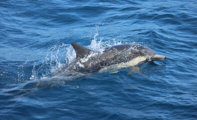 Fototapeta premium dolphin in the water