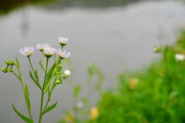 水辺に咲く花の写真