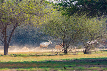 Arabian oryx or white oryx