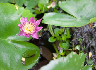 Lotus flower or water lily among green leaves