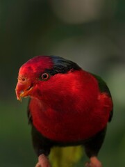 This macro image shows a close up, detailed view of a wild Purple-naped Lory (Lorius domicella) bird high up in the treetops looking curiously at it's surroundings.