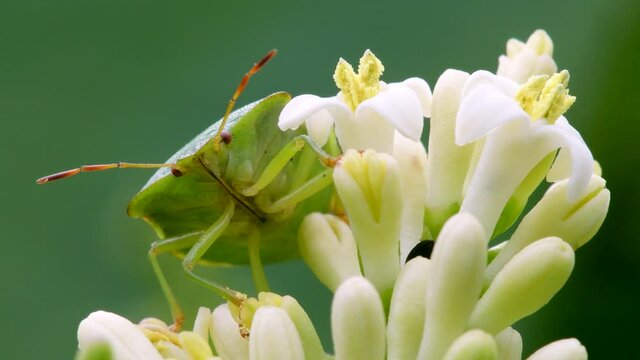 Green Shield Bug or Common Green Shieldbug, Palomena prasina on a white flower