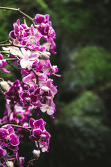 NYBG - Orchids