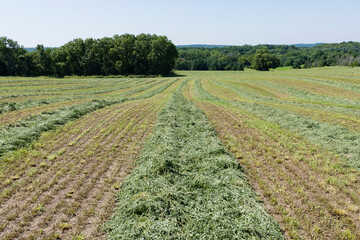 Cut hay drying in the sun in long windrows with trees in the background. © Margaret Burlingham