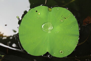 water drops on a leaf