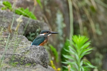 お気に入りの岩でのんびりくつろぐカワセミ幼鳥オス