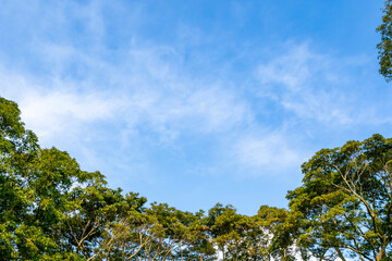 空、木、緑