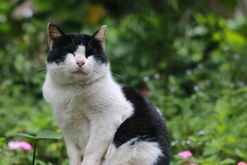 cat in the garden