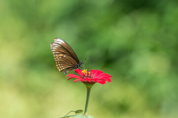 A beautiful Butterfly that absorbs red flower nectar 