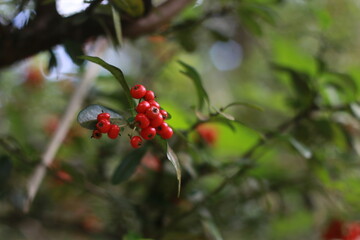 red berry in the forest