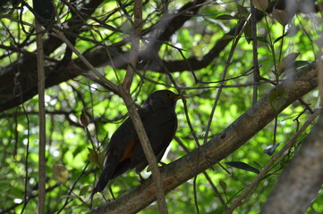 Ave escuchando y observando