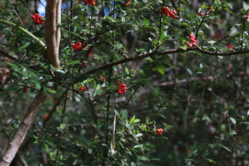 red berry in the forest