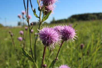 bright pink flowers prickly weeds with thorns in the grass burdock