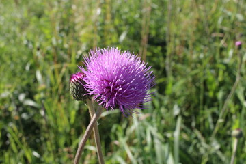 bright pink flowers prickly weeds with thorns in the grass burdock