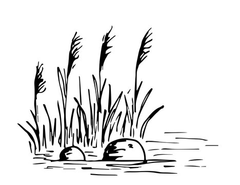 Simple hand-drawn vector drawing in black outline. Lake shore, reeds,  stones in the water, bumps, swamp. Nature, landscape, duck hunting, fishing.  Ink sketch. Stock Vector
