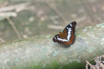 A resting butterfly