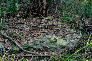 Naklejka na ściany i meble Leaf litter on a big rocky formation in the Australian bush.