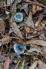Two blue coloured mushrooms grow in the leaf litter on the floor of a bushland.