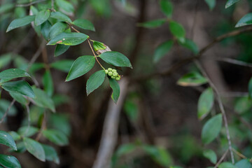 A young native vine plant has young green fruit at the top of its branch.