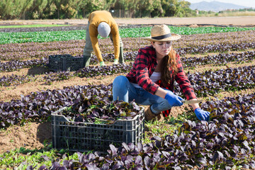 Female farmer harvesting red spinach on the plantation