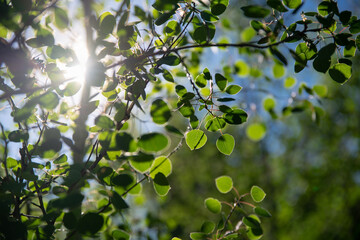Fototapeta premium Sun Peeking Through Leaves