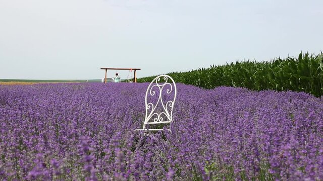 White Chair For Picture Taking Spot In Midst Of Beautiful Lavender Flower. - wide shot