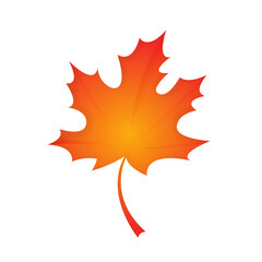 Autumn maple leaf isolated on a white background