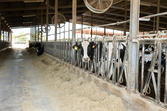 Black and white Holstein cows eating hay peeking through stall fence on livestock farm
