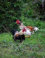 rooster in yard after the rainny