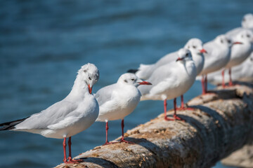 Row of seagulls sits on a old sea pier. Gulls rest on the breakwater. The European herring gull,