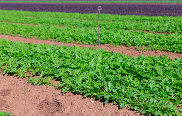 Closeup of green organic arugula on large plantation in sunny day